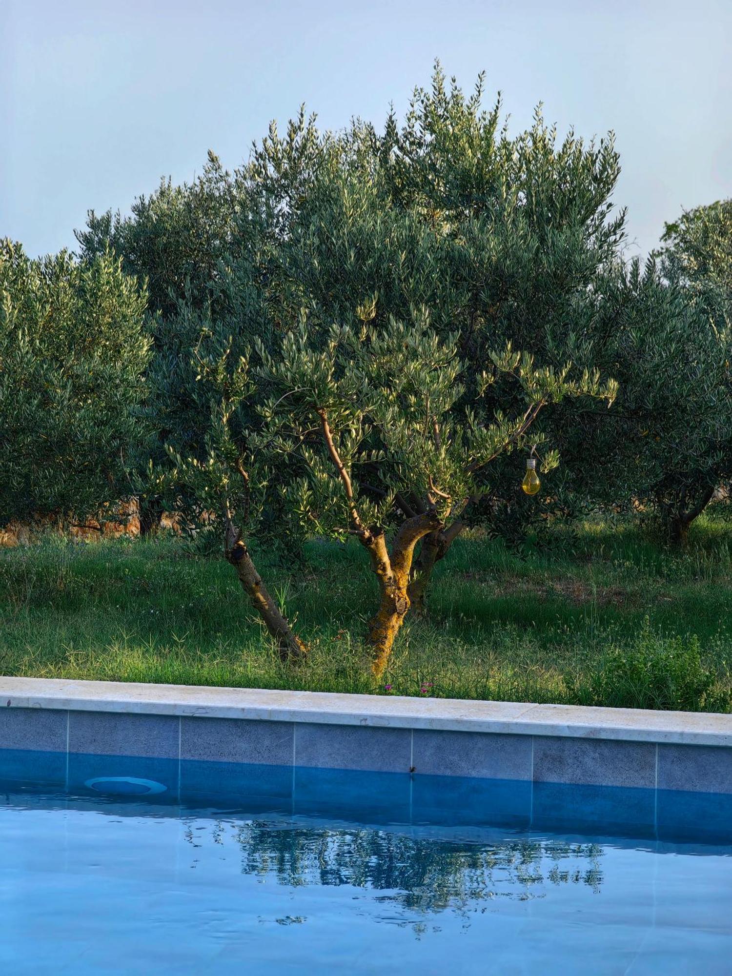 New 2023 Villa Tree Of Life Sveti Petar  Exteriér fotografie