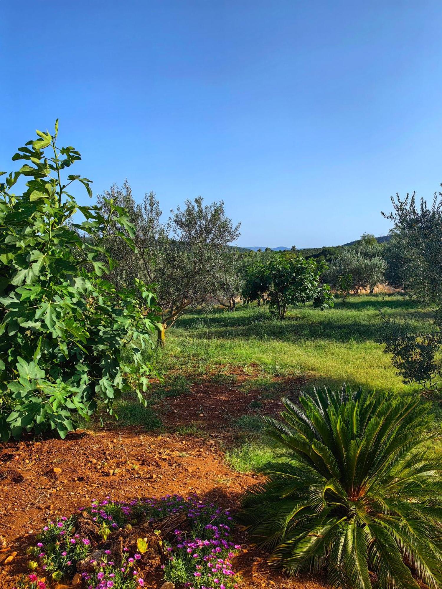 New 2023 Villa Tree Of Life Sveti Petar  Exteriér fotografie