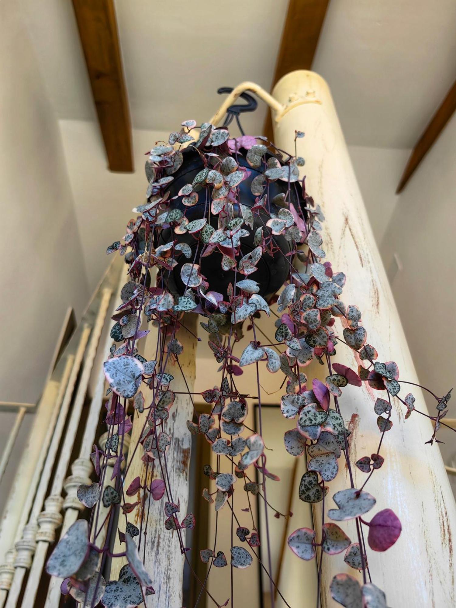 New 2023 Villa Tree Of Life Sveti Petar  Exteriér fotografie